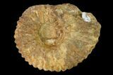 Bumpy Ammonite (Douvilleiceras) Fossil - Madagascar #162645-1